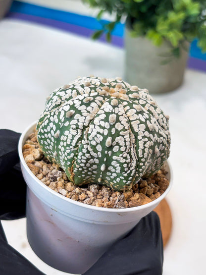 Astrophytum Superkabuto (T9) (r5) | Las Vegas Plant Shop