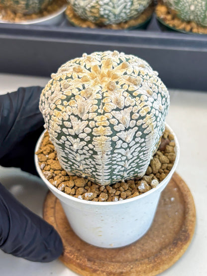 Astrophytum V-Type (at6) (b3) | Rare Star Cactus