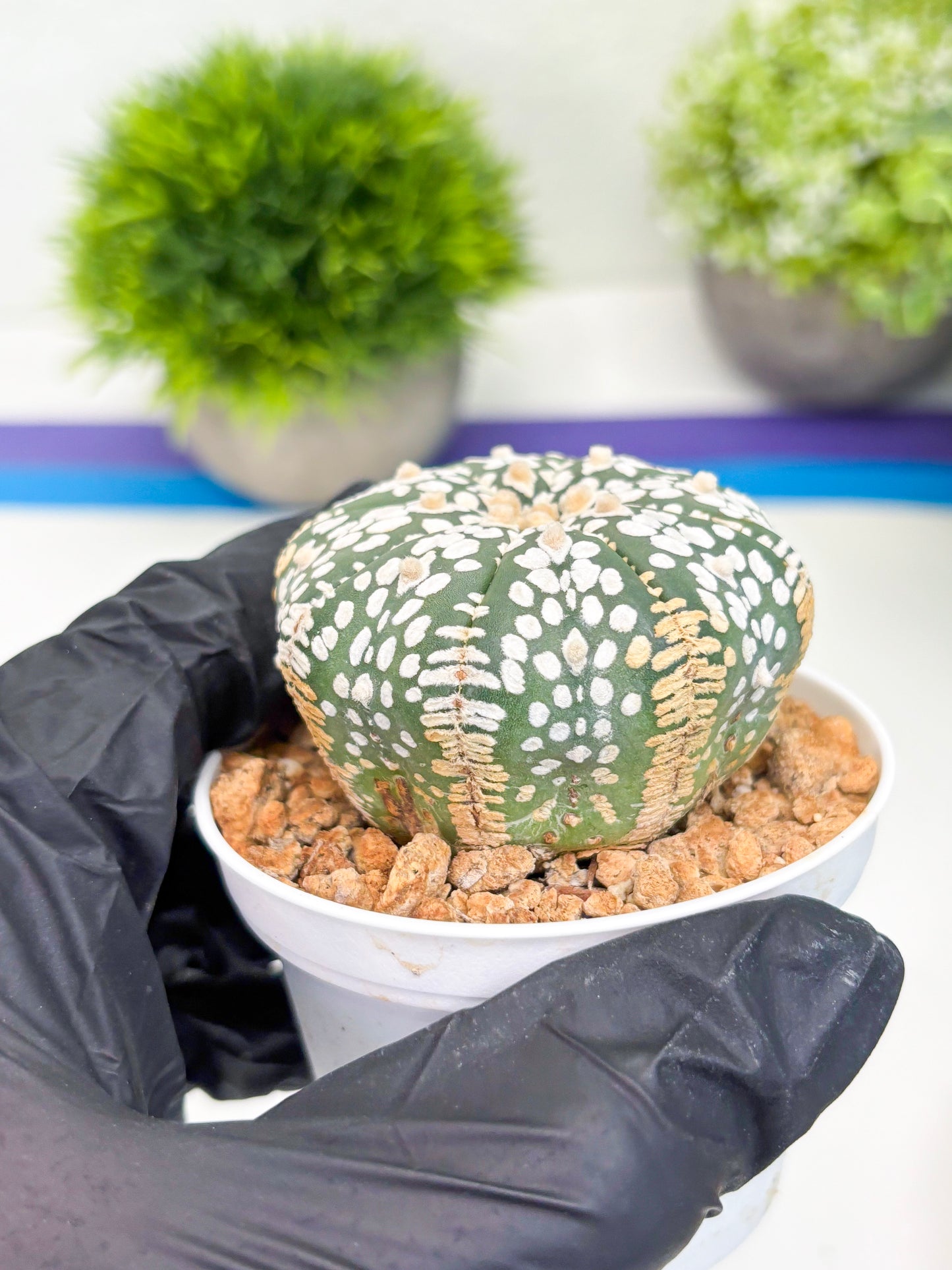 Astrophytum Super Kabuto (t12) (r7) | 3" Pot