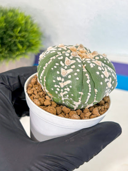 Astrophytum 5-Ribs (at7) (r5) | Living Rocks