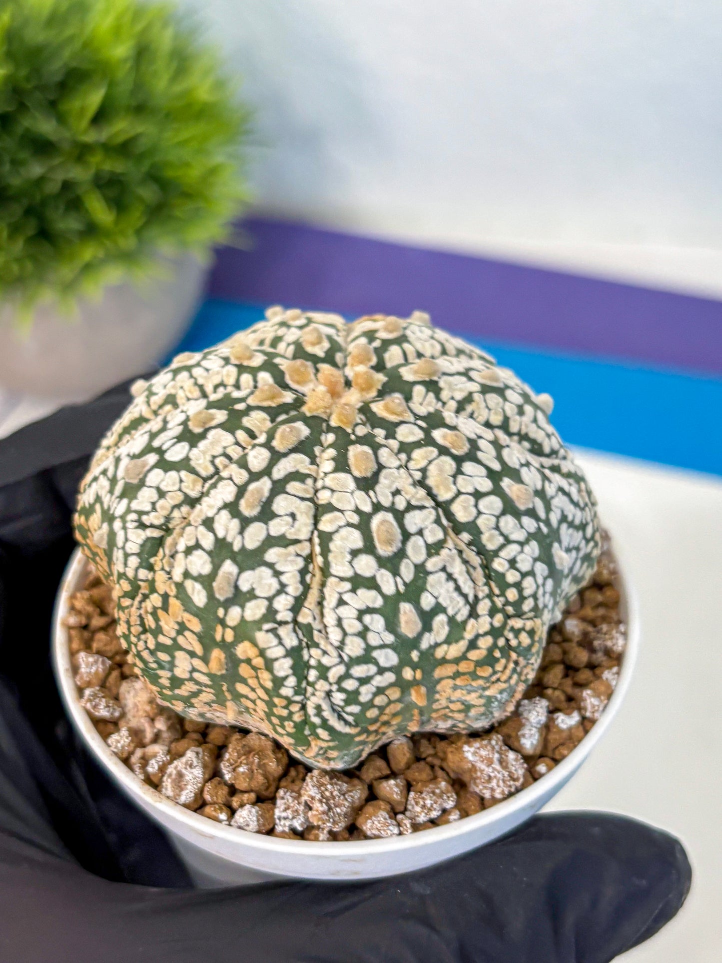 Astrophytum Super Kabuto (at1) (18) | Collection Plant | Rare Cactus
