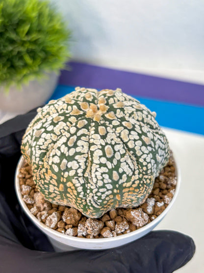 Astrophytum Super Kabuto (at1) (18) | Collection Plant | Rare Cactus
