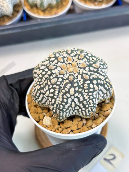 Astrophytum Star Shape (at3) (g2) | Very Rare Cactus