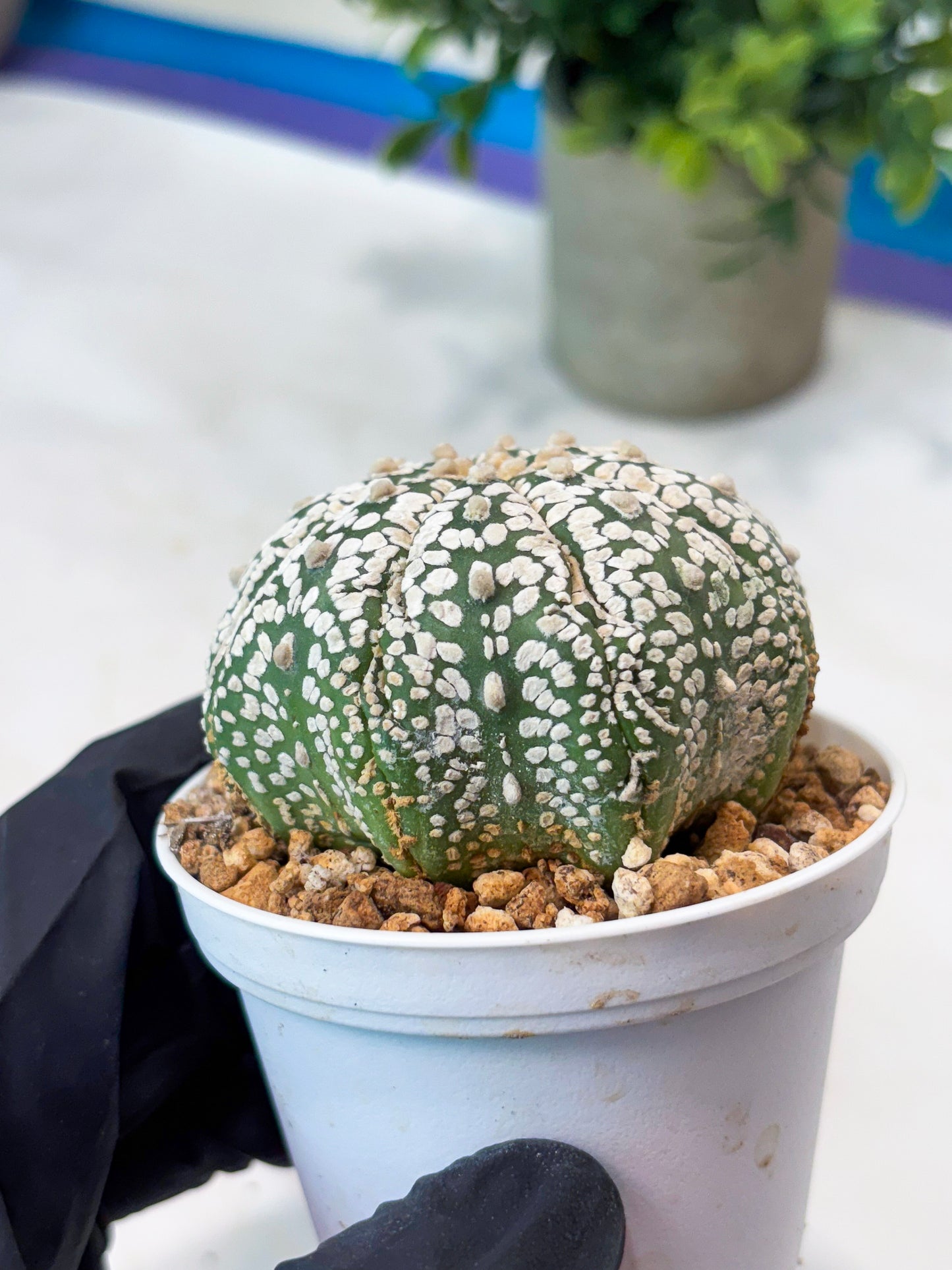 Astrophytum Superkabuto (T9) (r5) | Las Vegas Plant Shop