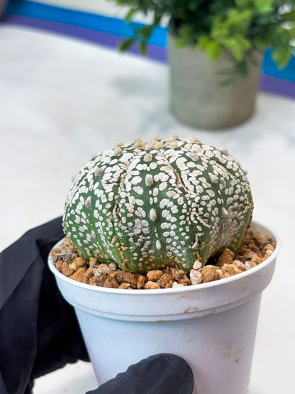 Astrophytum Superkabuto (T9) (r5) | Las Vegas Plant Shop