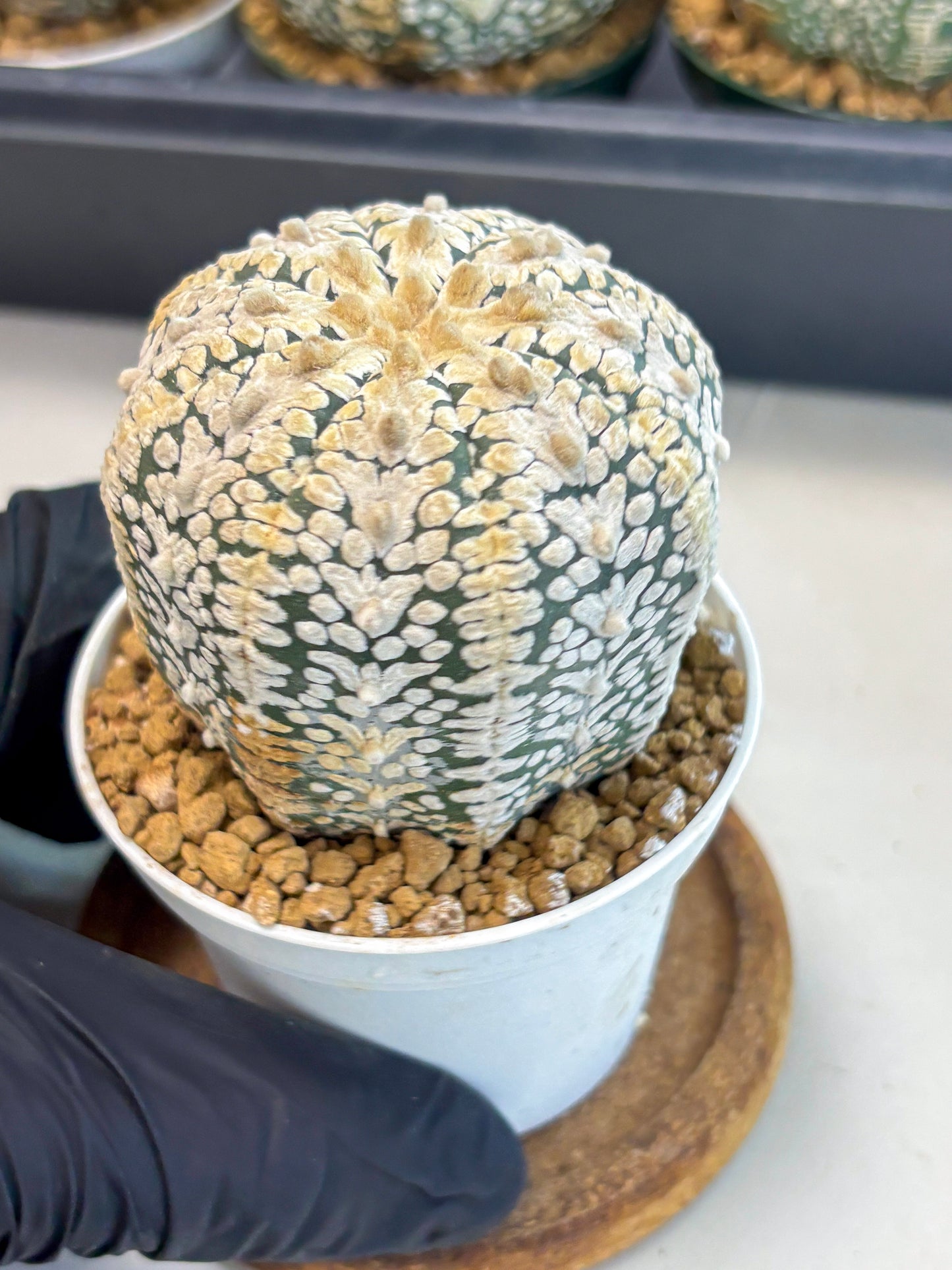 Astrophytum V-Type (at6) (b3) | Rare Star Cactus