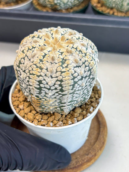 Astrophytum V-Type (at6) (b3) | Rare Star Cactus