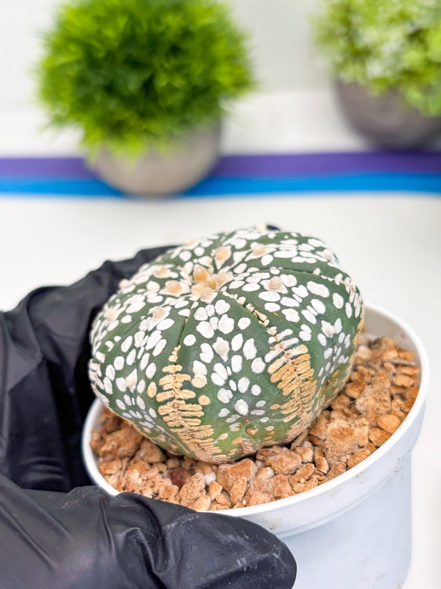 Astrophytum Super Kabuto (t12) (r7) | 3" Pot