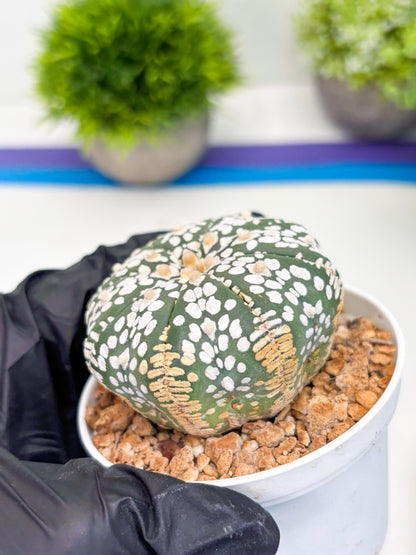 Astrophytum Super Kabuto (t12) (r7) | 3" Pot