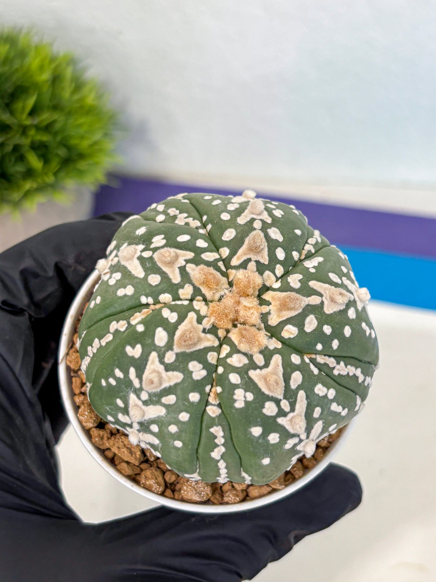 Astrophytum 5-Ribs (at7) (r5) | Living Rocks