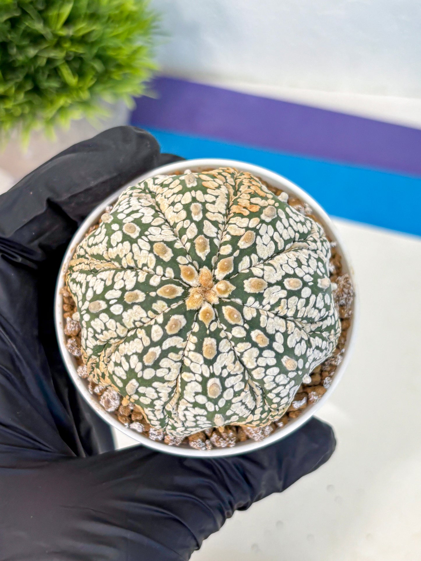Astrophytum Super Kabuto (at1) (18) | Collection Plant | Rare Cactus