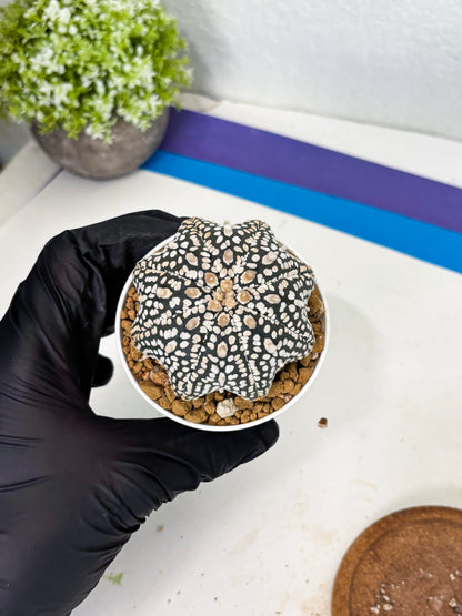 Astrophytum Star Shape (at3) (g2) | Very Rare Cactus