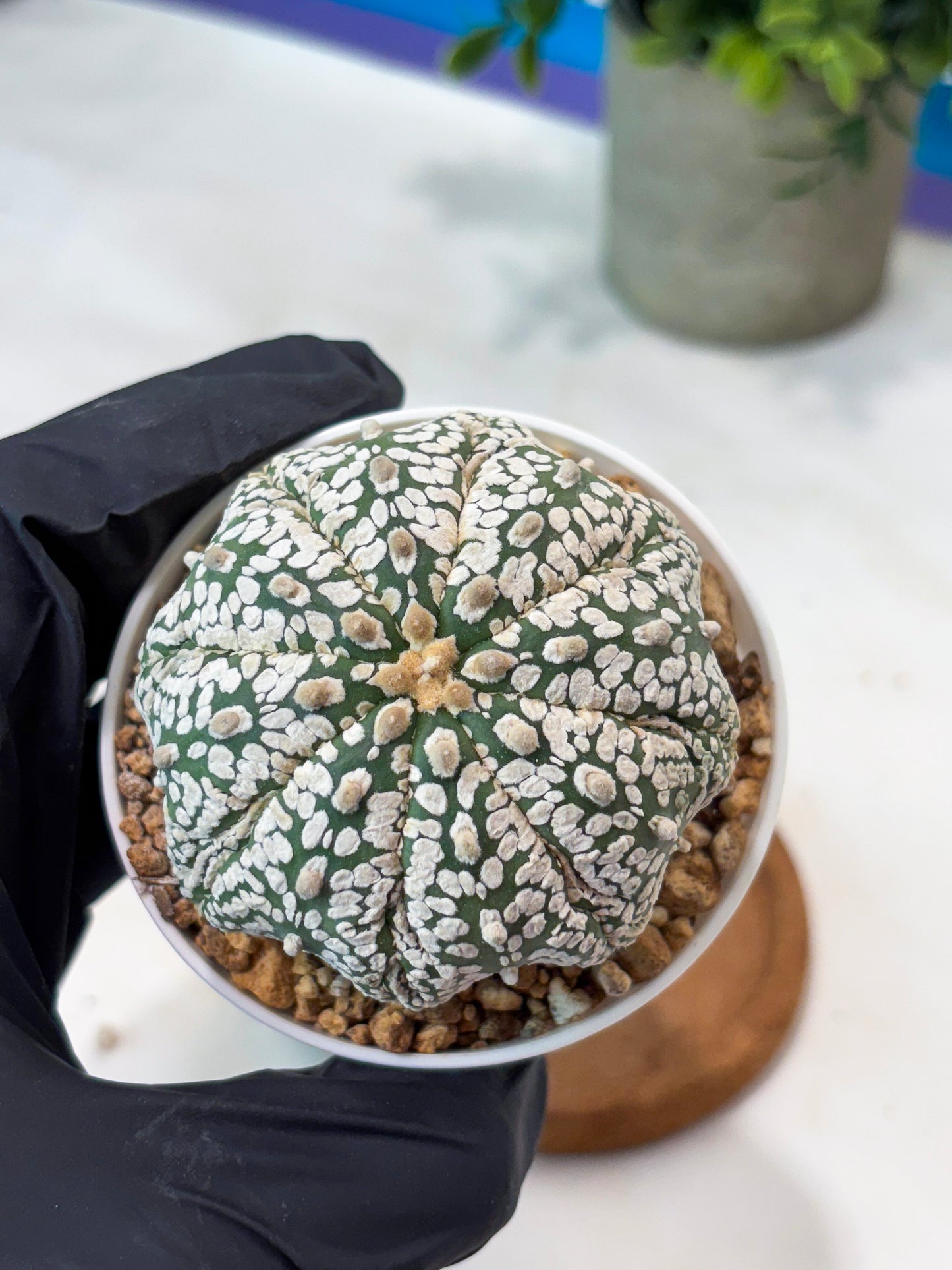 Astrophytum Superkabuto (T9) (r5) | Las Vegas Plant Shop
