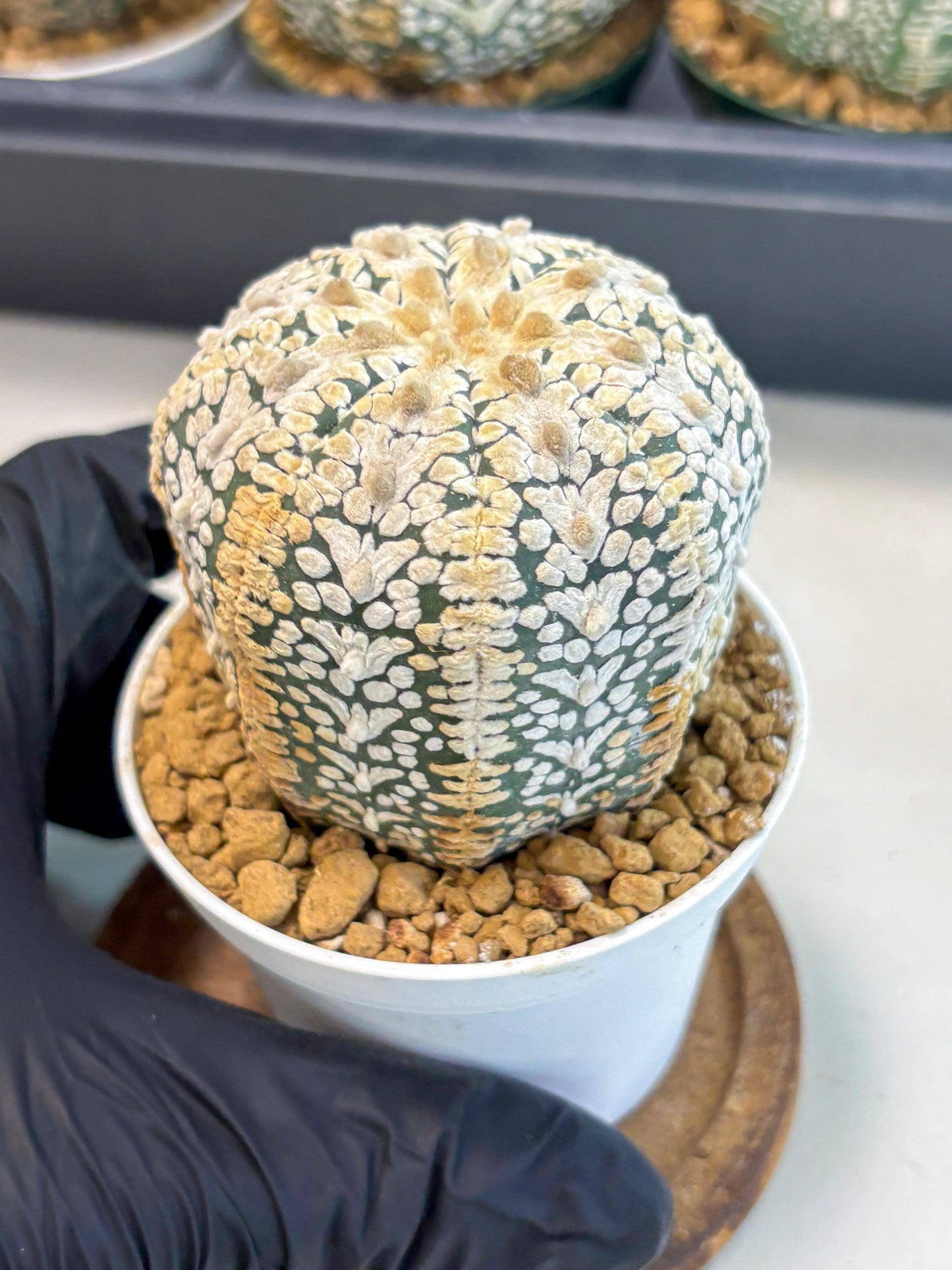 Astrophytum V-Type (at6) (b3) | Rare Star Cactus