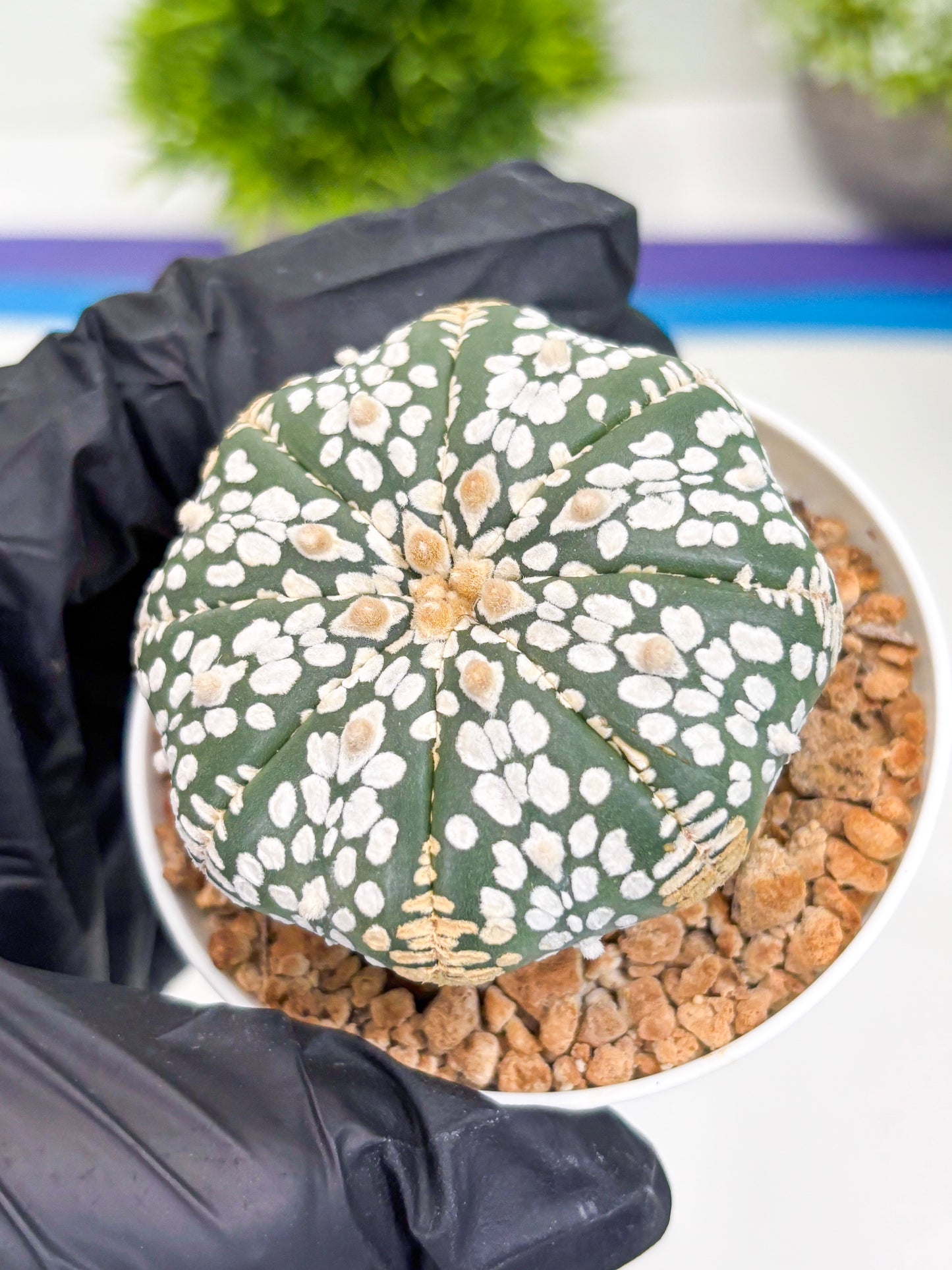 Astrophytum Super Kabuto (t12) (r7) | 3" Pot