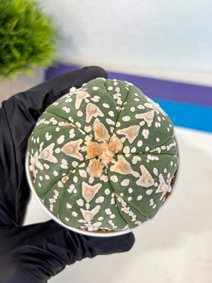 Astrophytum 5-Ribs (at7) (r5) | Living Rocks