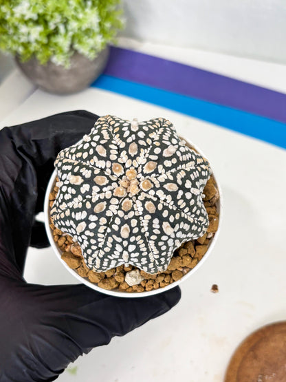Astrophytum Star Shape (at3) (g2) | Very Rare Cactus