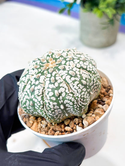 Astrophytum Superkabuto (T9) (r5) | Las Vegas Plant Shop