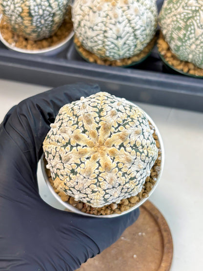 Astrophytum V-Type (at6) (b3) | Rare Star Cactus