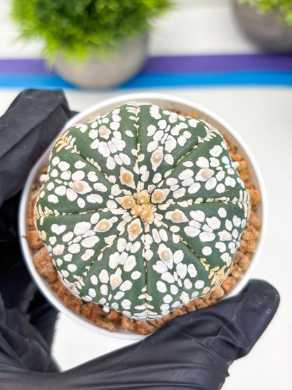 Astrophytum Super Kabuto (t12) (r7) | 3" Pot