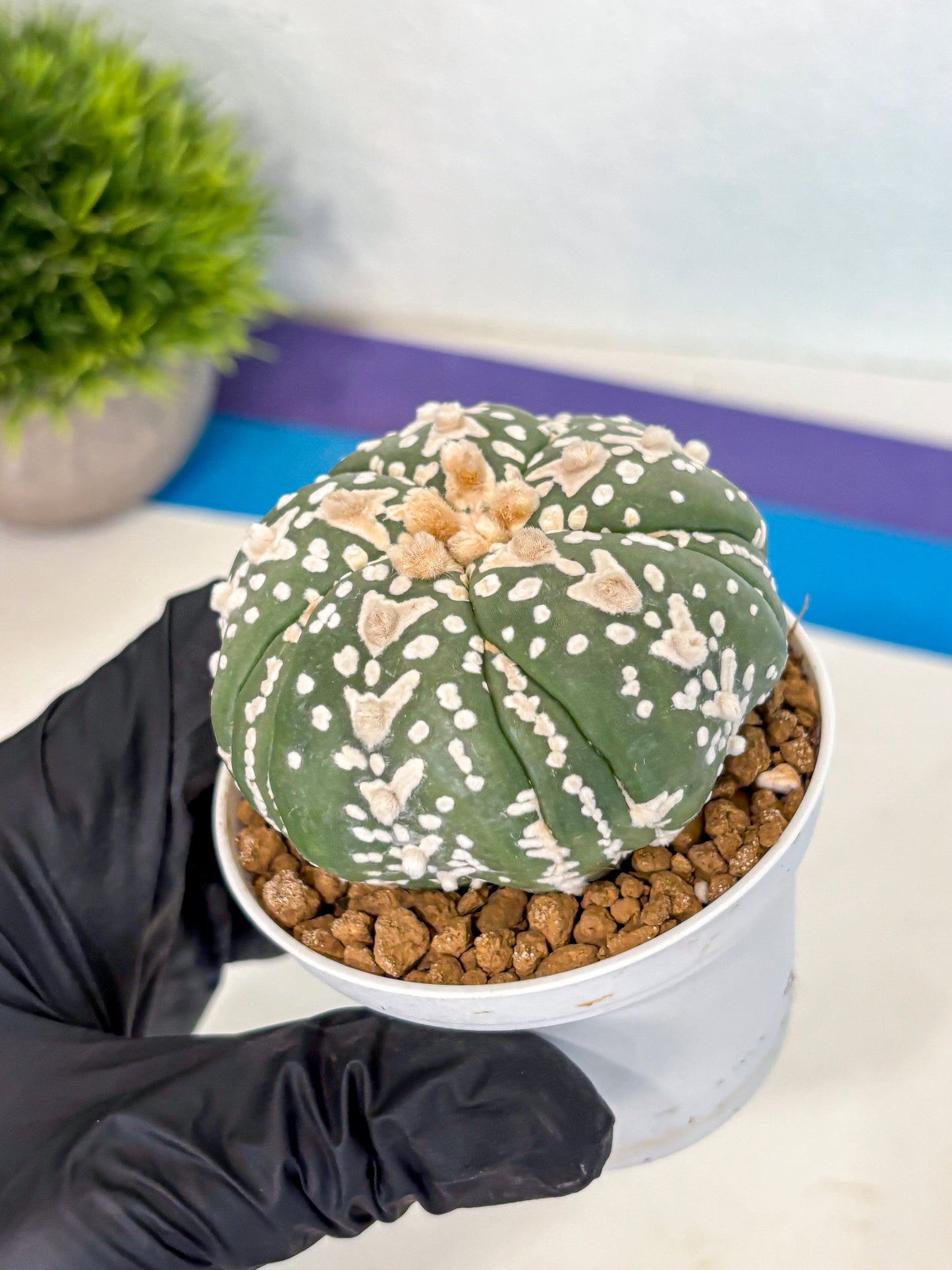 Astrophytum 5-Ribs (at7) (r5) | Living Rocks