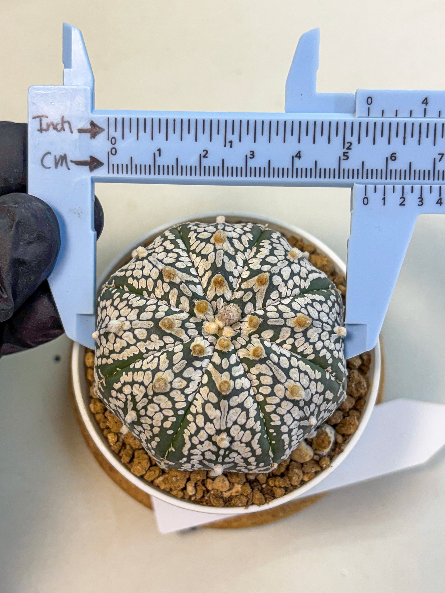 Astrophytum Super Kabuto (at10) (01) | sand dollar cactus