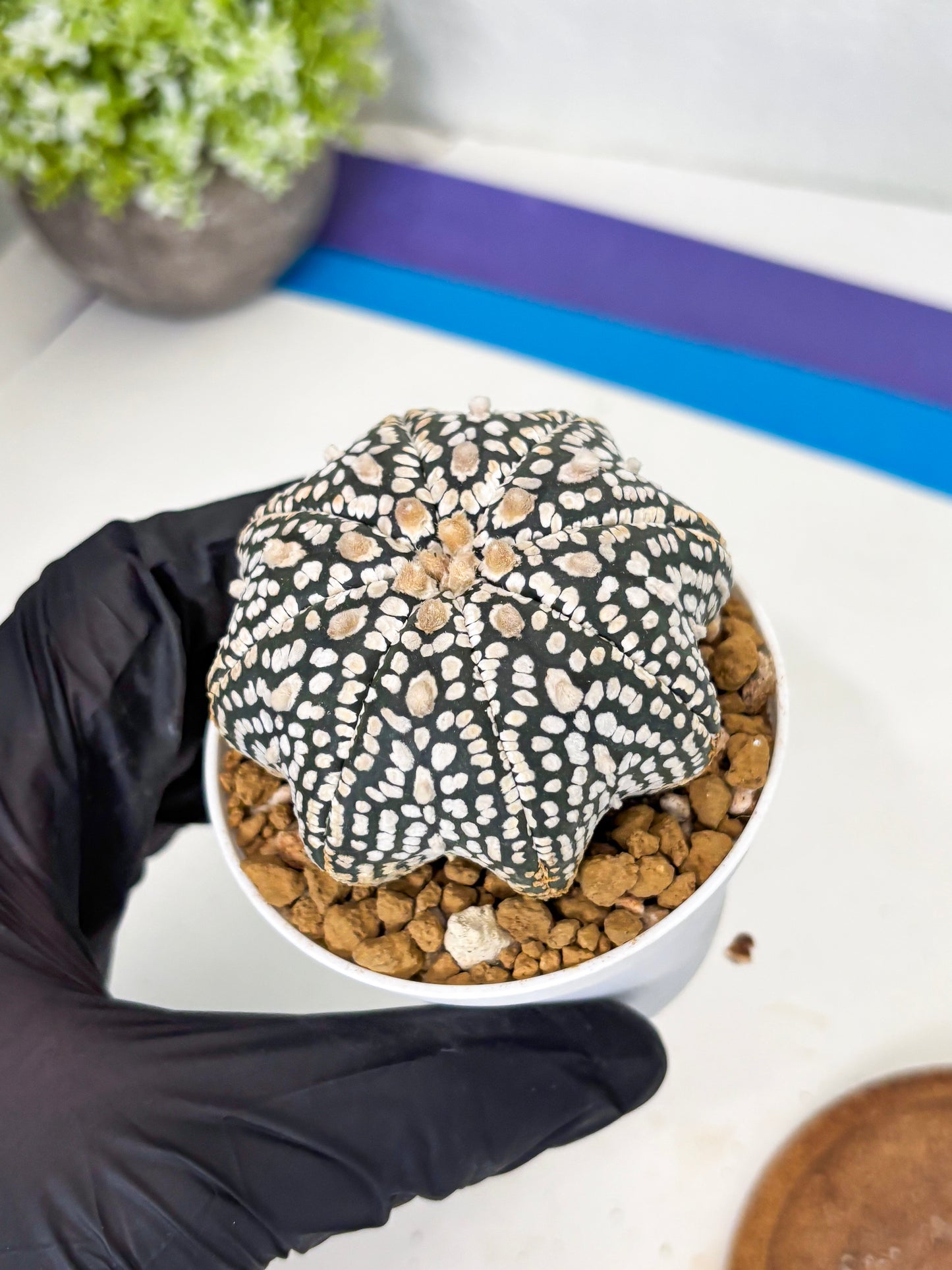 Astrophytum Star Shape (at3) (g2) | Very Rare Cactus