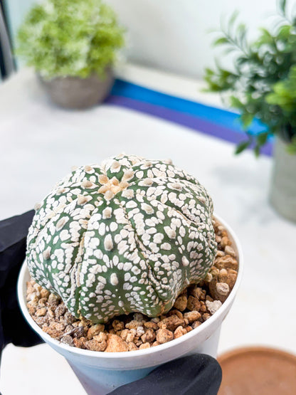 Astrophytum Superkabuto (T9) (r5) | Las Vegas Plant Shop