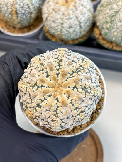 Astrophytum V-Type (at6) (b3) | Rare Star Cactus