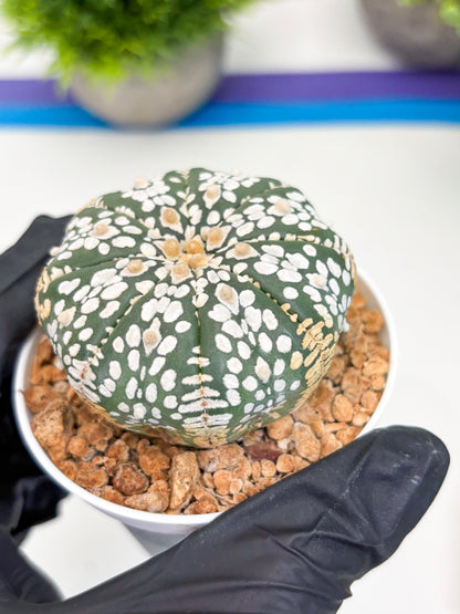 Astrophytum Super Kabuto (t12) (r7) | 3" Pot