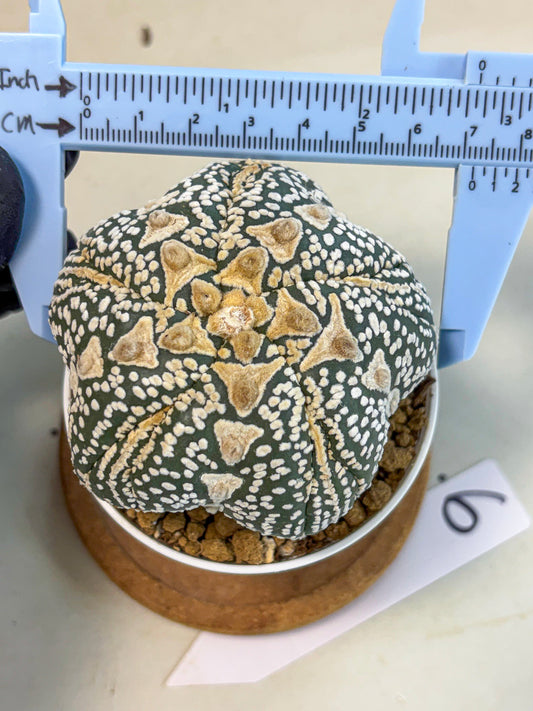 Astrophytum 5-Ribs (at7) (r6) | Living Rocks