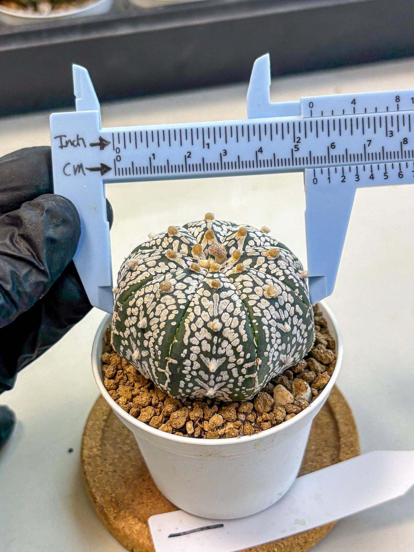 Astrophytum Super Kabuto (at10) (01) | sand dollar cactus