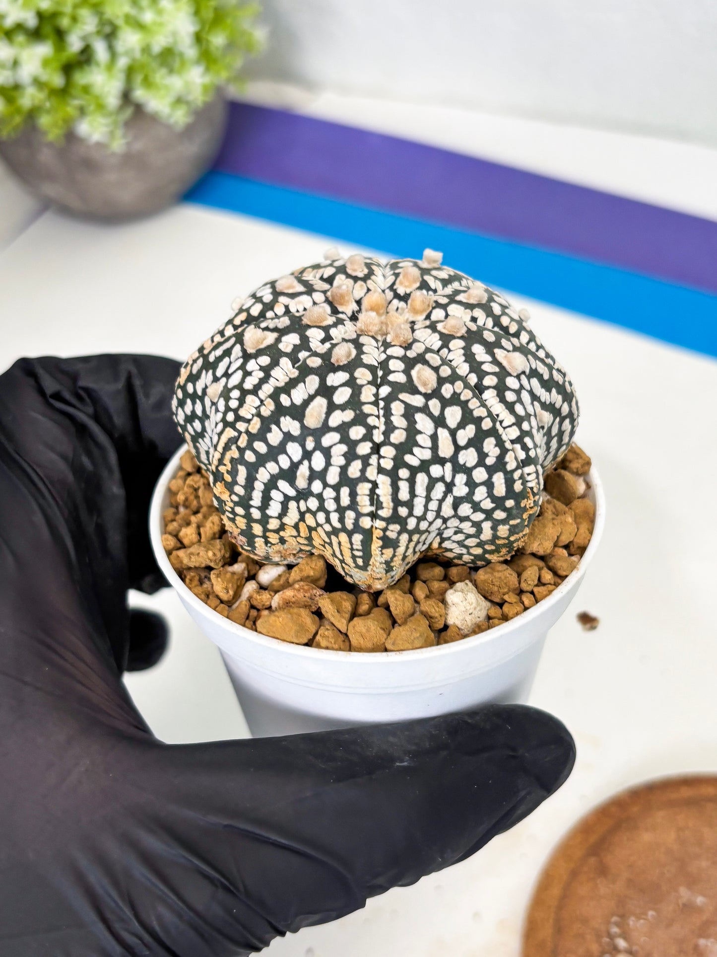 Astrophytum Star Shape (at3) (g2) | Very Rare Cactus