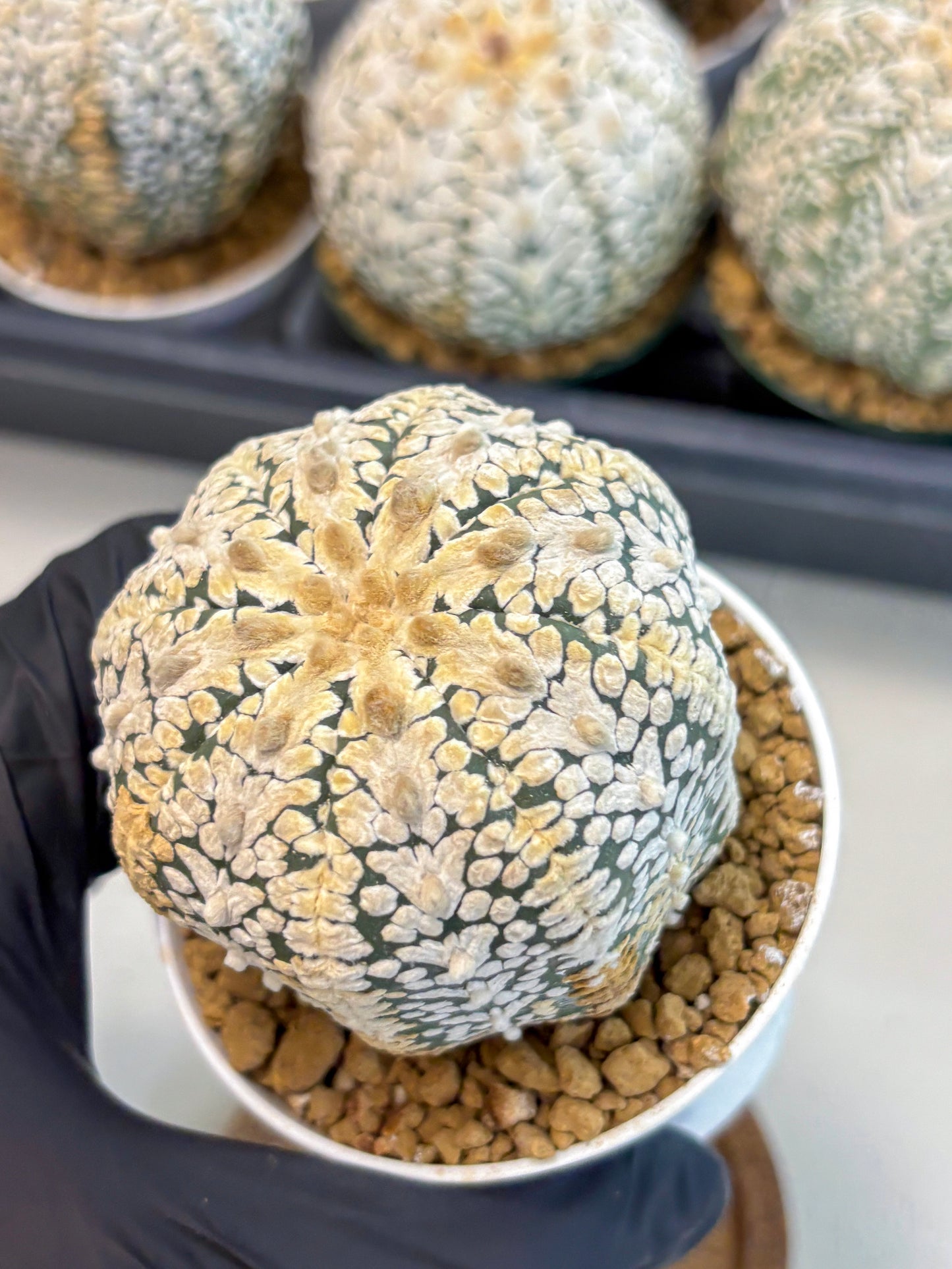 Astrophytum V-Type (at6) (b3) | Rare Star Cactus