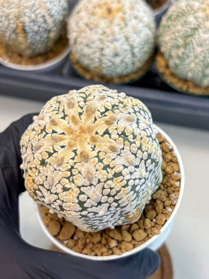 Astrophytum V-Type (at6) (b3) | Rare Star Cactus
