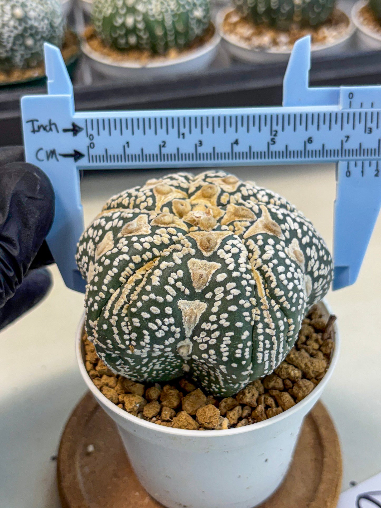 Astrophytum 5-Ribs (at7) (r6) | Living Rocks