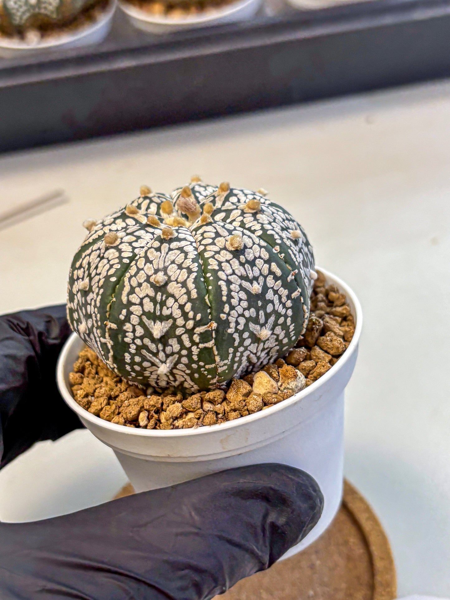 Astrophytum Super Kabuto (at10) (01) | sand dollar cactus