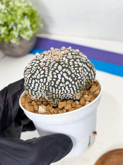 Astrophytum Star Shape (at3) (g2) | Very Rare Cactus