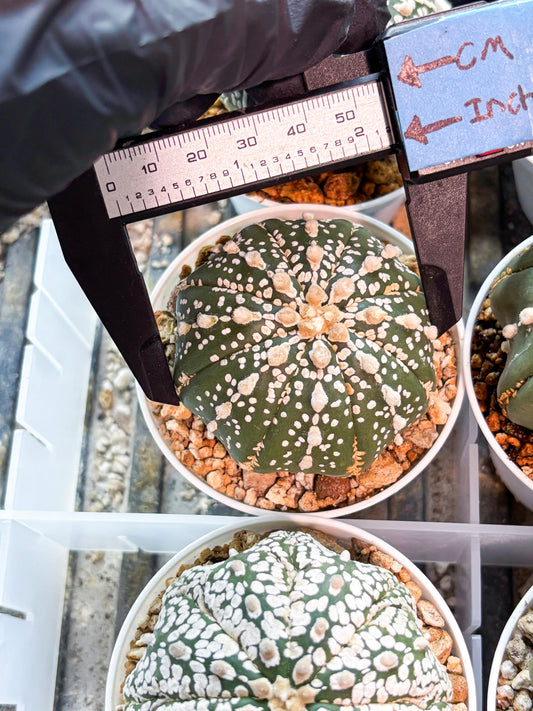 Astrophytum Superkabuto (T9) (r6) | Las Vegas Plant Shop