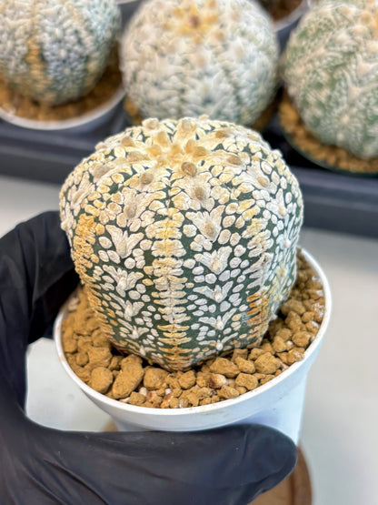 Astrophytum V-Type (at6) (b3) | Rare Star Cactus