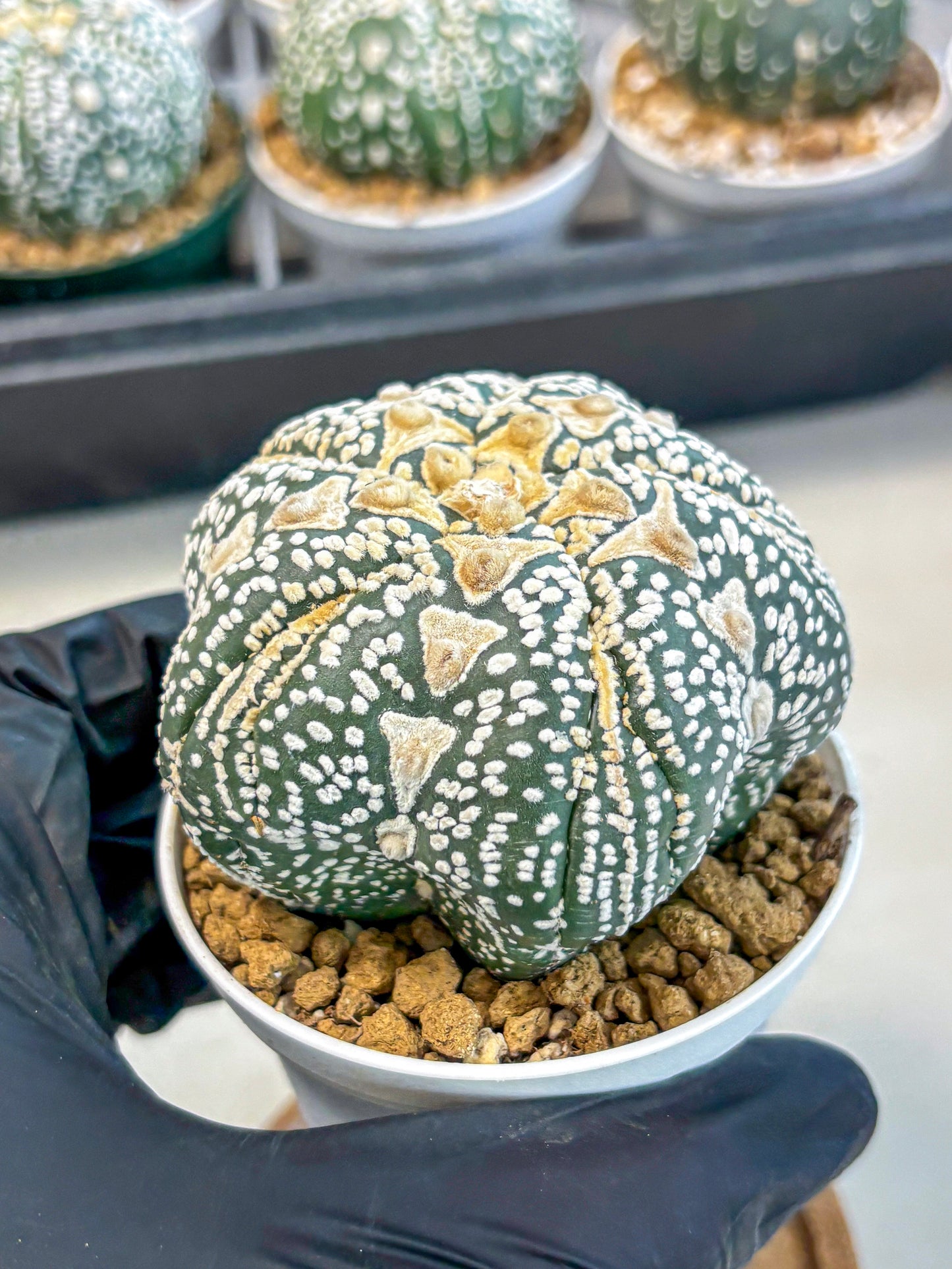 Astrophytum 5-Ribs (at7) (r6) | Living Rocks