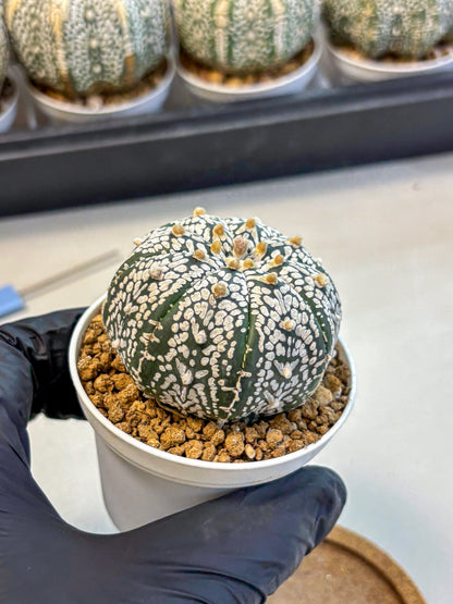 Astrophytum Super Kabuto (at10) (01) | sand dollar cactus