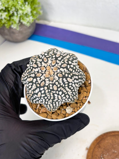 Astrophytum Star Shape (at3) (g2) | Very Rare Cactus