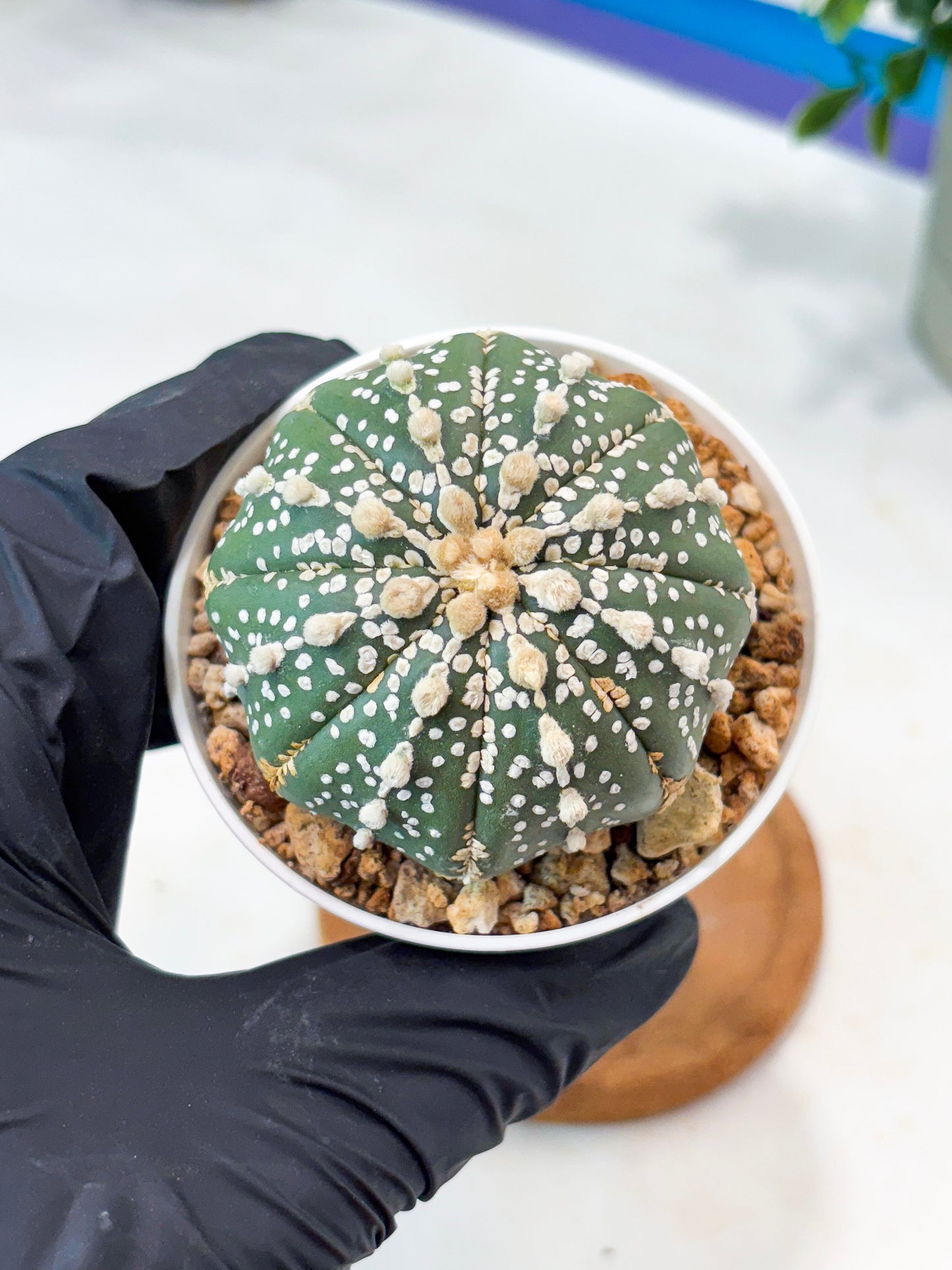 Astrophytum Superkabuto (T9) (r6) | Las Vegas Plant Shop