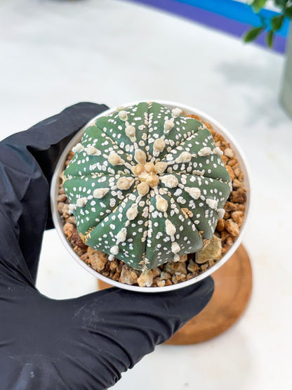 Astrophytum Superkabuto (T9) (r6) | Las Vegas Plant Shop