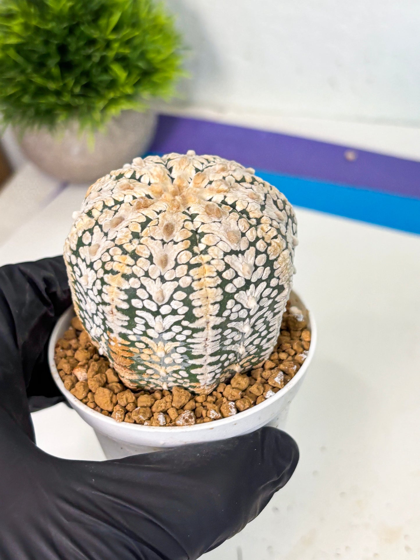 Astrophytum V-Type (at6) (b3) | Rare Star Cactus