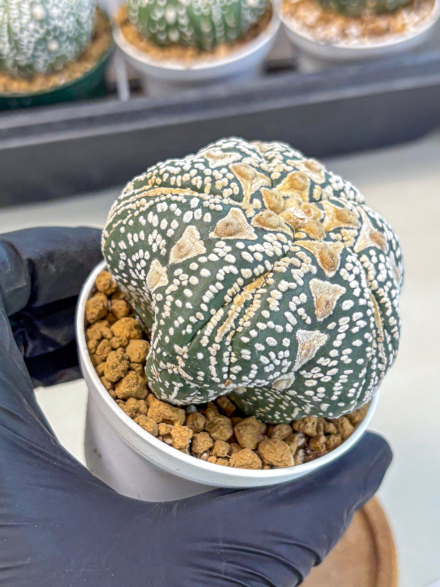 Astrophytum 5-Ribs (at7) (r6) | Living Rocks