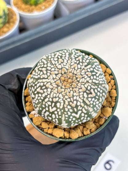 Astrophytum V-Type (at1) (p6) | Imported Cactus