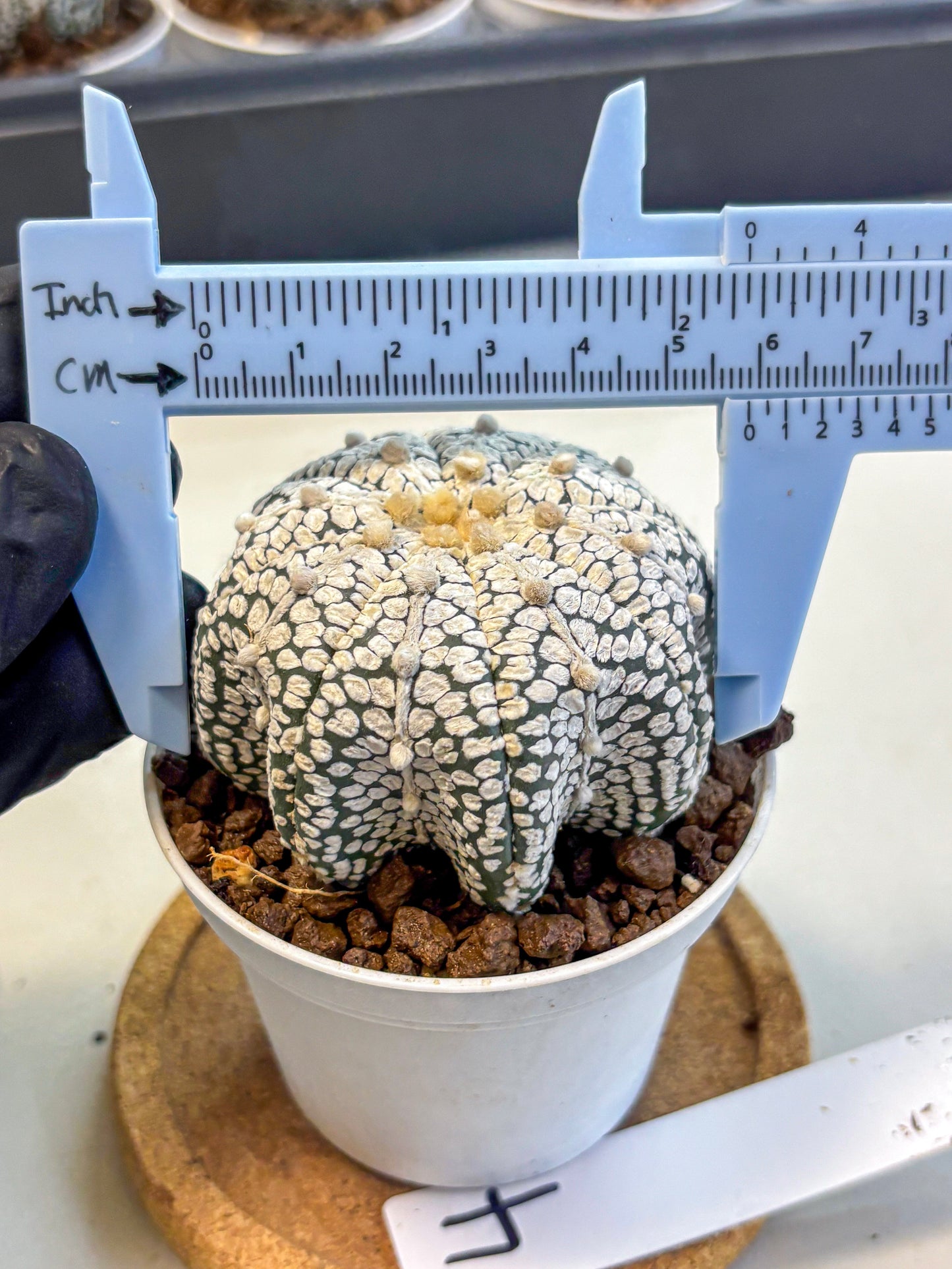 Astrophytum V Type (at5) (04) |  Sea urchin cactus