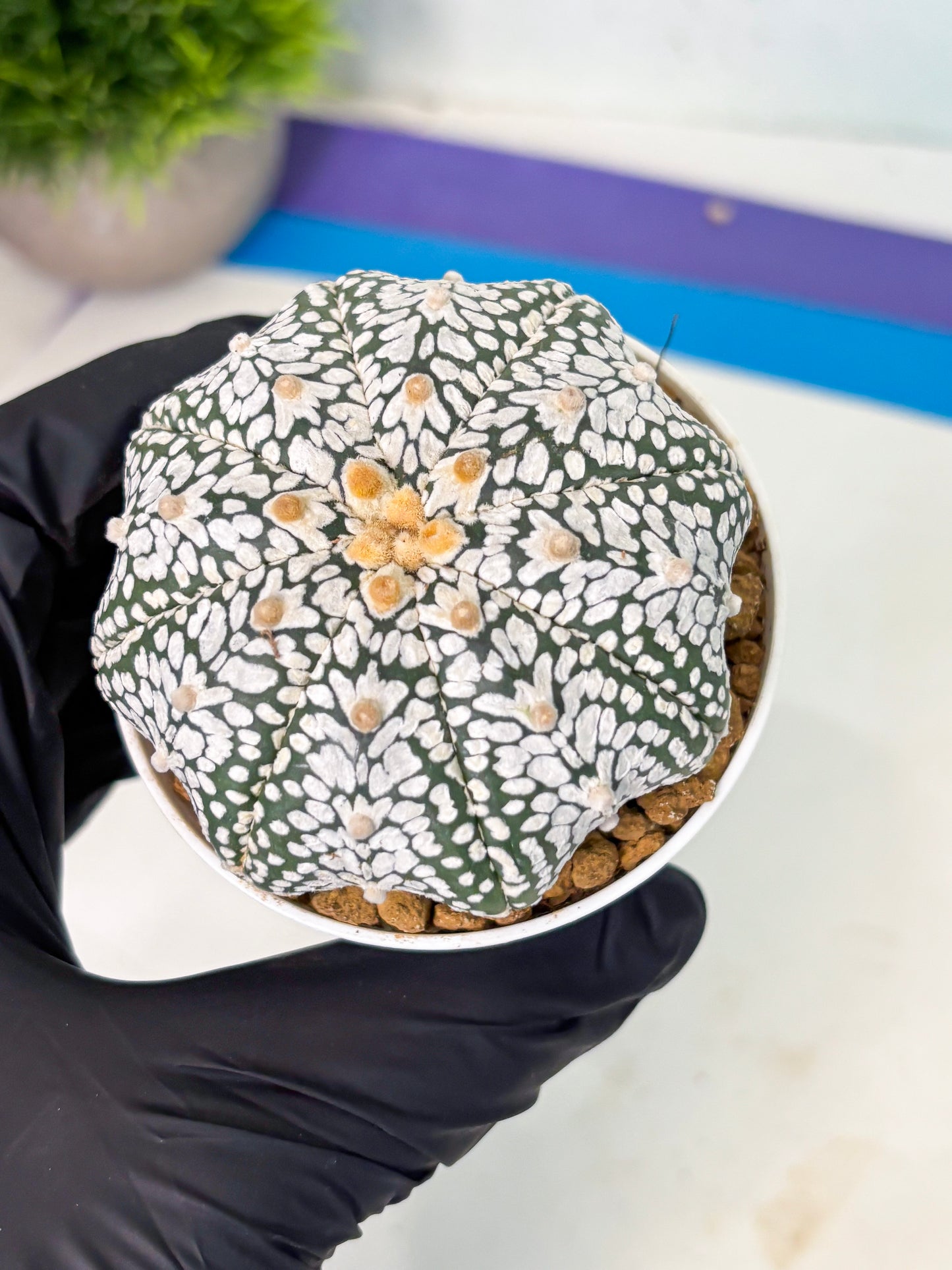 Astrophytum V-Type (at5) (p3) | Rare imported Plant